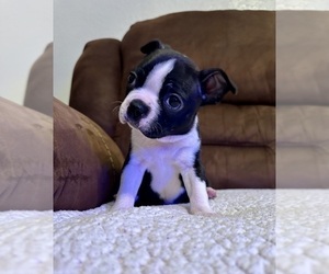 Boston Terrier Puppy for sale in WASHBURN, MO, USA
