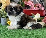 Small #2 Shih Tzu