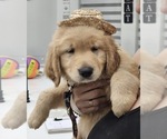 Small #3 Golden Retriever