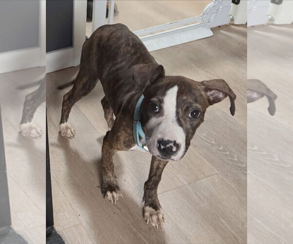 Medium Photo #6 American Pit Bull Terrier-Unknown Mix Puppy For Sale in Germantown, OH, USA