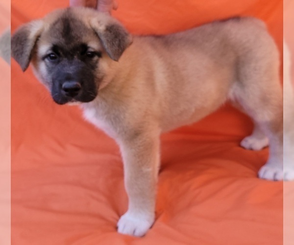 Medium Photo #2 Akita Puppy For Sale in INDIANOLA, IA, USA
