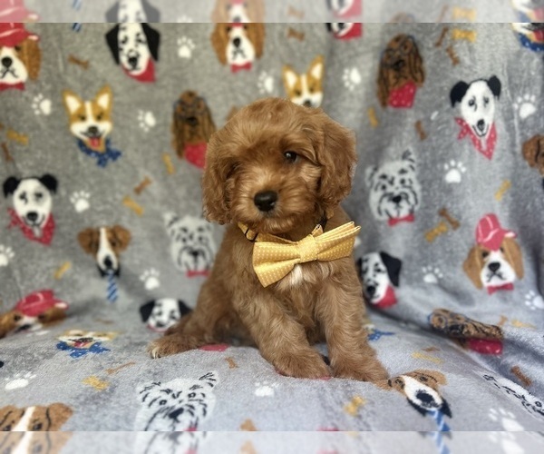 Medium Photo #9 Cavapoo Puppy For Sale in LAKELAND, FL, USA