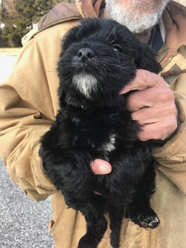 Medium Photo #5 Goldendoodle-Poodle (Standard) Mix Puppy For Sale in BOWIE, MD, USA