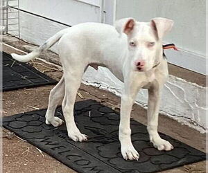 Dalmatian-Unknown Mix Dogs for adoption in St. Ann, MO, USA
