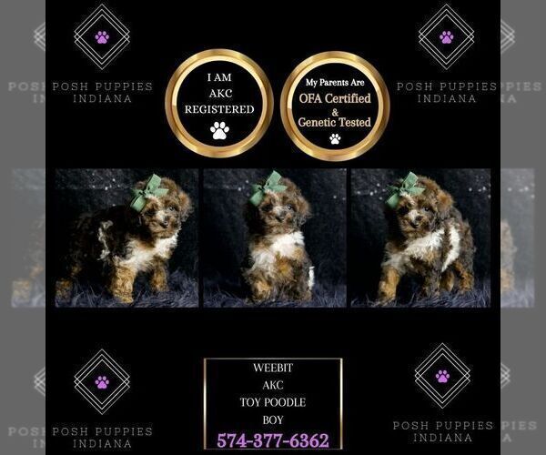 Medium Photo #2 Poodle (Miniature) Puppy For Sale in WARSAW, IN, USA