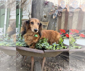 Winnie - Female Dachshund Dog for Adoption - Photo #2