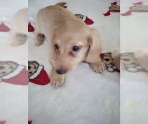 Dachshund Puppy for sale in GORDONVILLE, TX, USA