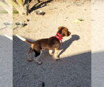 Small #3 Beagle