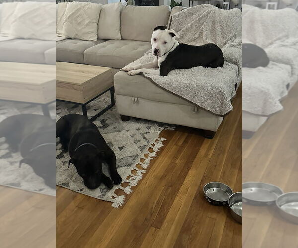 Medium Photo #4 Mutt Puppy For Sale in Dana Point, CA, USA