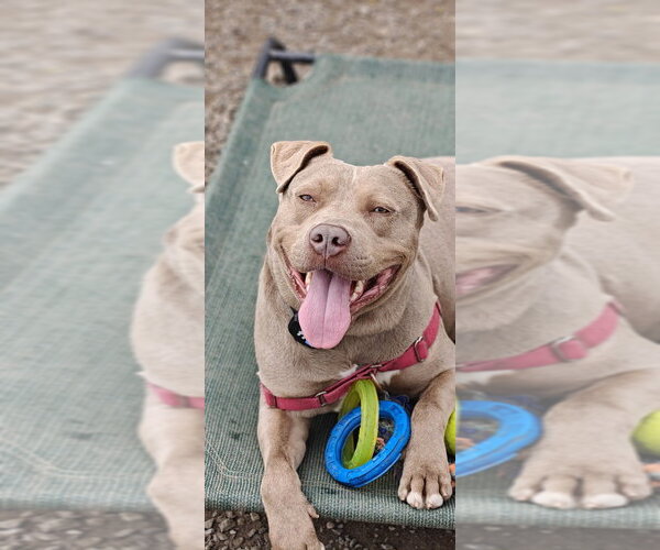 Medium Photo #17 Mutt Puppy For Sale in Elmsford, NY, USA