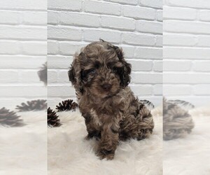 Cocker Spaniel-Poodle (Miniature) Mix Puppy for sale in APPLE CREEK, OH, USA