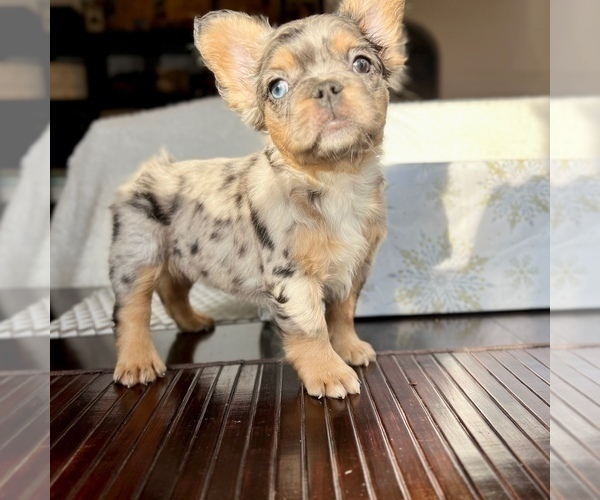 Medium Photo #4 French Bulldog Puppy For Sale in WAUKEGAN, IL, USA