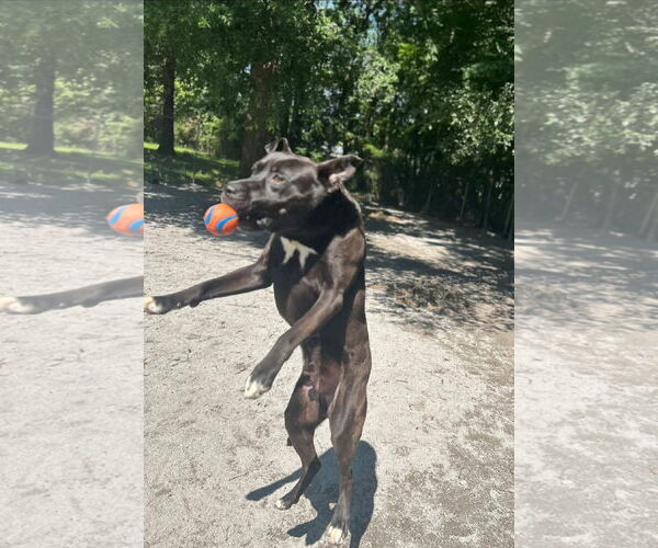 Medium Photo #18 Mutt Puppy For Sale in Myrtle Beach, SC, USA