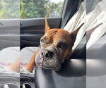 Small Photo #3 Boxer Puppy For Sale in Dumont, NJ, USA