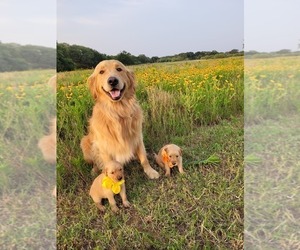 Father of the Golden Retriever puppies born on 04/29/2023