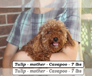 Mother of the Cavapoo (Miniature) puppies born on 04/14/2026