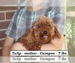Small Photo #1 Cavapoo (Miniature) Puppy For Sale in CLARKRANGE, TN, USA