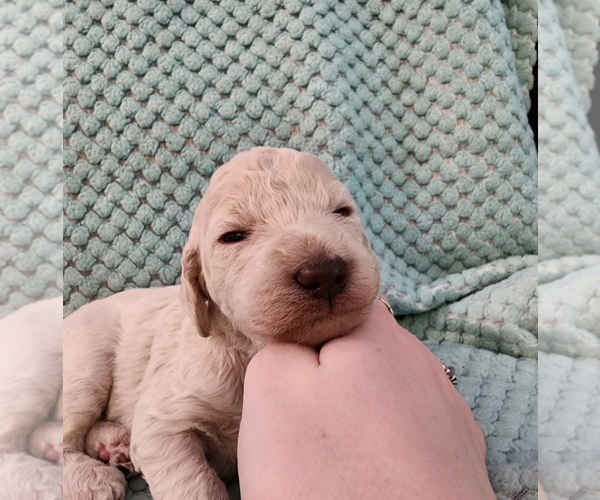 Medium Photo #3 Poodle (Standard) Puppy For Sale in CLAYTON, WA, USA