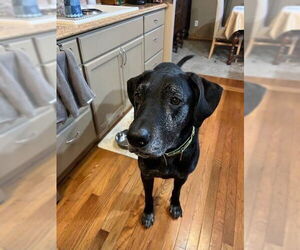 Great Dane-Labrador Retriever Mix Dogs for adoption in Minneapolis, MN, USA