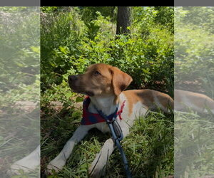 Puppy Milo - Male Mutt Dog for Adoption - Photo #8