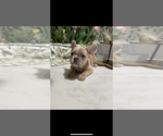 Puppy Bentley French Bulldog