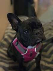 Faux Frenchbo Bulldog Puppy for sale in FERNDALE, WA, USA