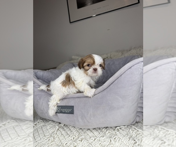 Medium Photo #14 Shih Tzu Puppy For Sale in CHARLOTTE, NC, USA
