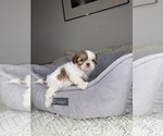 Small #13 Shih Tzu