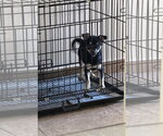Small Photo #3 Chipin Puppy For Sale in Virginia Beach, VA, USA