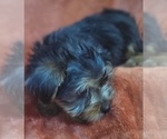 Small Photo #74 Yorkshire Terrier Puppy For Sale in AKRON, OH, USA