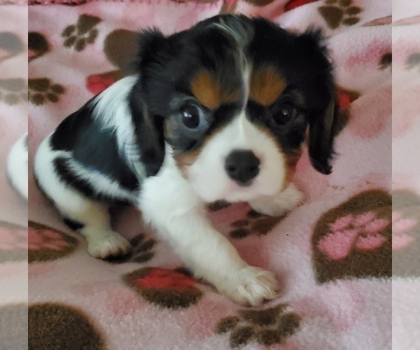 Medium Photo #3 Cavalier King Charles Spaniel Puppy For Sale in HUDSON, FL, USA