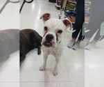 Small #16 Boxer Mix