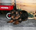 Puppy Piper Yorkshire Terrier