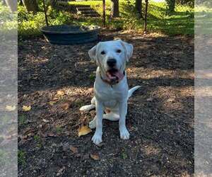 Bill - Male Mutt Dog for Adoption - Photo #2