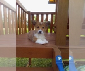 Pembroke Welsh Corgi Puppy for sale in HOLMESVILLE, OH, USA