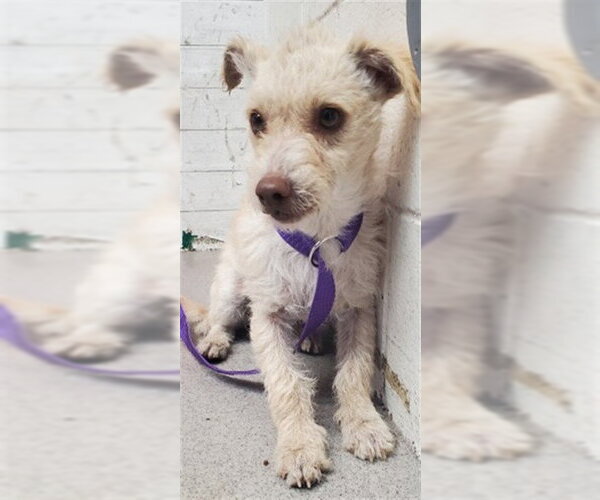 Medium Photo #1 Mutt Puppy For Sale in San Bernardino, CA, USA