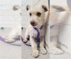Mutt Dogs for adoption in San Bernardino, CA, USA
