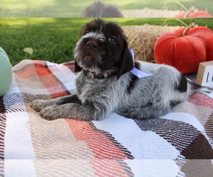 Wirehaired Pointing Griffon Puppy for Sale in FAIRFIELD, Montana USA