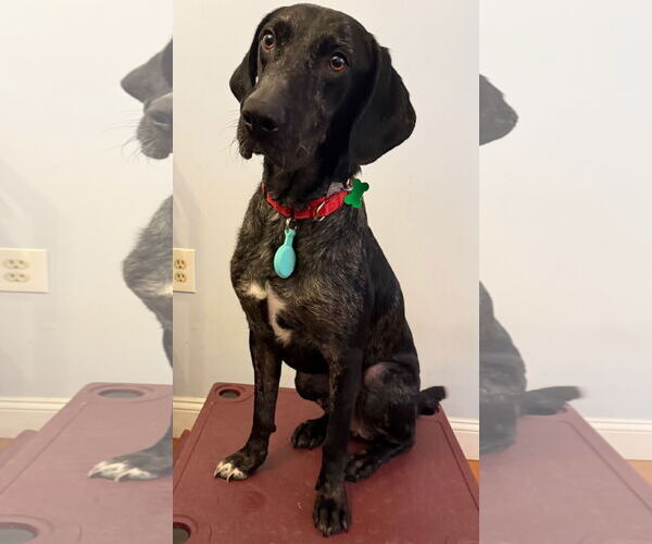 Medium Photo #2 Catahoula Leopard Dog-Labrador Retriever Mix Puppy For Sale in Oakhurst, NJ, USA