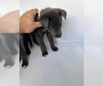 Small German Shepherd Dog Mix