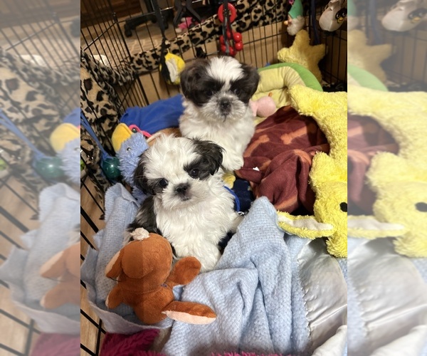 Medium Photo #1 Shih Tzu Puppy For Sale in CARROLLTOWN, PA, USA