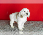 Small Photo #6 Cocker Spaniel Puppy For Sale in NAPPANEE, IN, USA