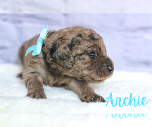 Medium Photo #4 Golden Mountain Doodle  Puppy For Sale in TRAFALGAR, IN, USA