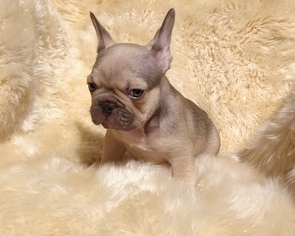 French Bulldog Puppy for sale in POTTER VALLEY, CA, USA