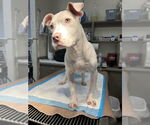 Small #3 American Bulldog Mix