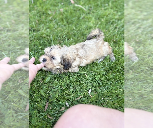 Medium Photo #3 Bichon Frise-La-Chon Mix Puppy For Sale in ALGOMA, WI, USA