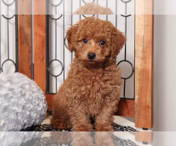 Medium Photo #3 Poodle (Miniature) Puppy For Sale in NAPLES, FL, USA