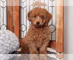 Small Photo #3 Poodle (Miniature) Puppy For Sale in NAPLES, FL, USA