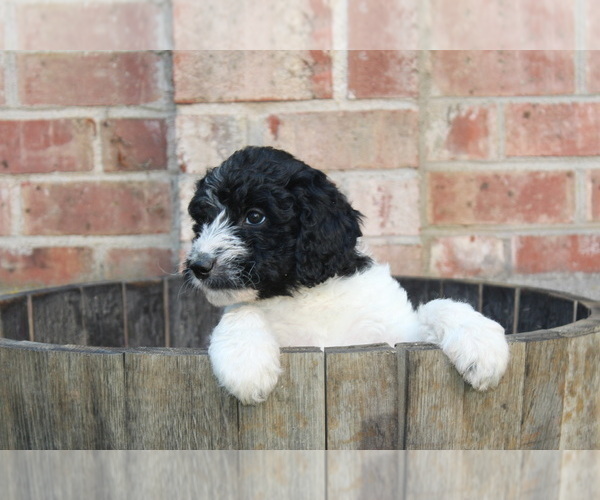 Medium Photo #7 F2 Aussiedoodle Puppy For Sale in KINSTON, NC, USA