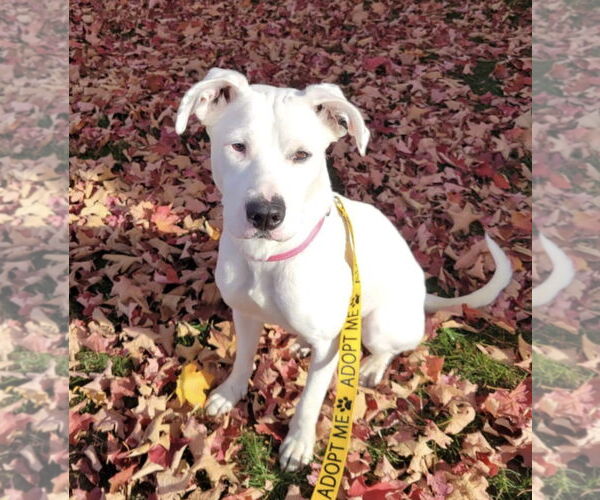 Medium Photo #22 Boxer-Unknown Mix Puppy For Sale in Germantown, OH, USA